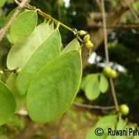 Cleistanthus collinus (Roxb.) Benth. ex Hook.f.