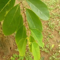 Cleistanthus collinus (Roxb.) Benth. ex Hook.f.