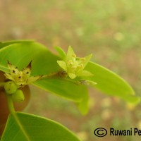 Cleistanthus collinus (Roxb.) Benth. ex Hook.f.