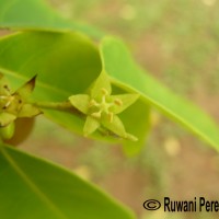 Cleistanthus collinus (Roxb.) Benth. ex Hook.f.