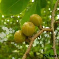 Cleistanthus collinus (Roxb.) Benth. ex Hook.f.