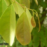 Cleistanthus collinus (Roxb.) Benth. ex Hook.f.