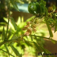 Indigofera suffruticosa Mill.