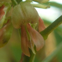 Indigofera suffruticosa Mill.