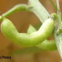 Indigofera suffruticosa Mill.