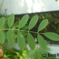 Indigofera suffruticosa Mill.