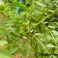 Indigofera suffruticosa Mill.