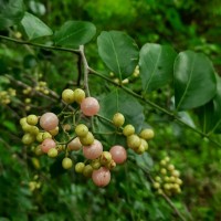 <i>Clausena anisata</i> (Willd.) Hook.f. ex Benth.