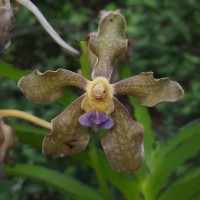 Vanda tessellata (Roxb.) Hook. ex G.Don