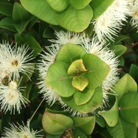 Syzygium fergusonii (Trimen) Gamble