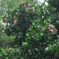 Syzygium gardneri Thwaites