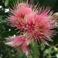 <i>Syzygium gardneri</i>  Thwaites