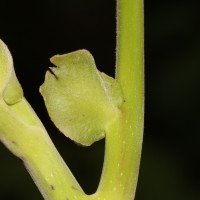 Canarium zeylanicum (Retz.) Blume