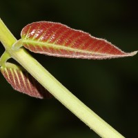 Canarium zeylanicum (Retz.) Blume