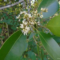 Chionanthus zeylanicus L.