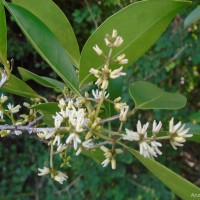 Chionanthus zeylanicus L.