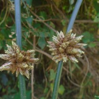 Schoenoplectiella articulata (L.) Lye