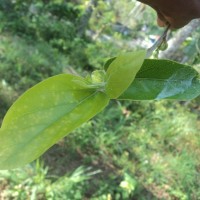 Alangium salviifolium (L.f.) Wangerin