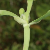 Limnocharis flava (L.) Buchenau