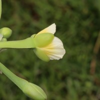 Limnocharis flava (L.) Buchenau