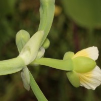 Limnocharis flava (L.) Buchenau