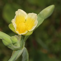 Limnocharis flava (L.) Buchenau