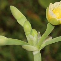 Limnocharis flava (L.) Buchenau