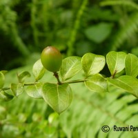 Carissa spinarum L.