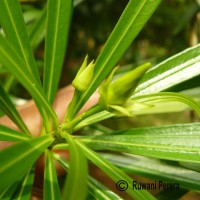 Cascabela thevetia (L.) Lippold