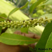 Terminalia arjuna (Roxb. ex DC.) Wight & Arn.