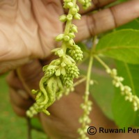 Terminalia arjuna (Roxb. ex DC.) Wight & Arn.