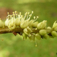 Terminalia arjuna (Roxb. ex DC.) Wight & Arn.