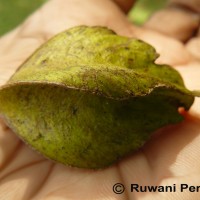 Terminalia arjuna (Roxb. ex DC.) Wight & Arn.