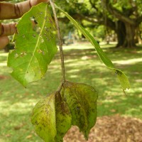 Terminalia arjuna (Roxb. ex DC.) Wight & Arn.