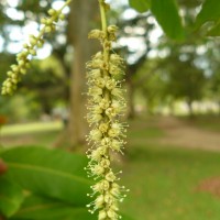 Terminalia arjuna (Roxb. ex DC.) Wight & Arn.