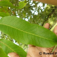 Terminalia arjuna (Roxb. ex DC.) Wight & Arn.