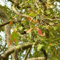 Terminalia arjuna (Roxb. ex DC.) Wight & Arn.