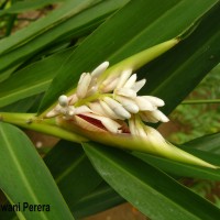 Alpinia calcarata (Andrews) Roscoe