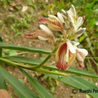 Alpinia calcarata (Andrews) Roscoe