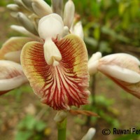 Alpinia calcarata (Andrews) Roscoe