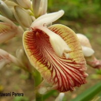 Alpinia calcarata (Andrews) Roscoe