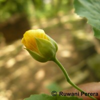 Abutilon indicum (L.) Sweet