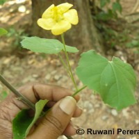 Abutilon indicum (L.) Sweet