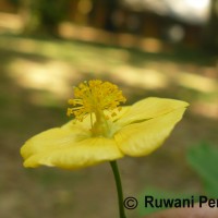 Abutilon indicum (L.) Sweet