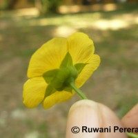 Abutilon indicum (L.) Sweet