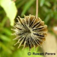 Abutilon indicum (L.) Sweet