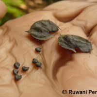 Abutilon indicum (L.) Sweet