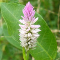 Celosia argentea L.