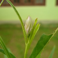 Celosia argentea L.