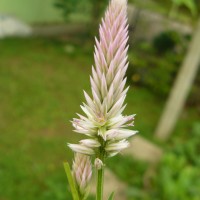 Celosia argentea L.